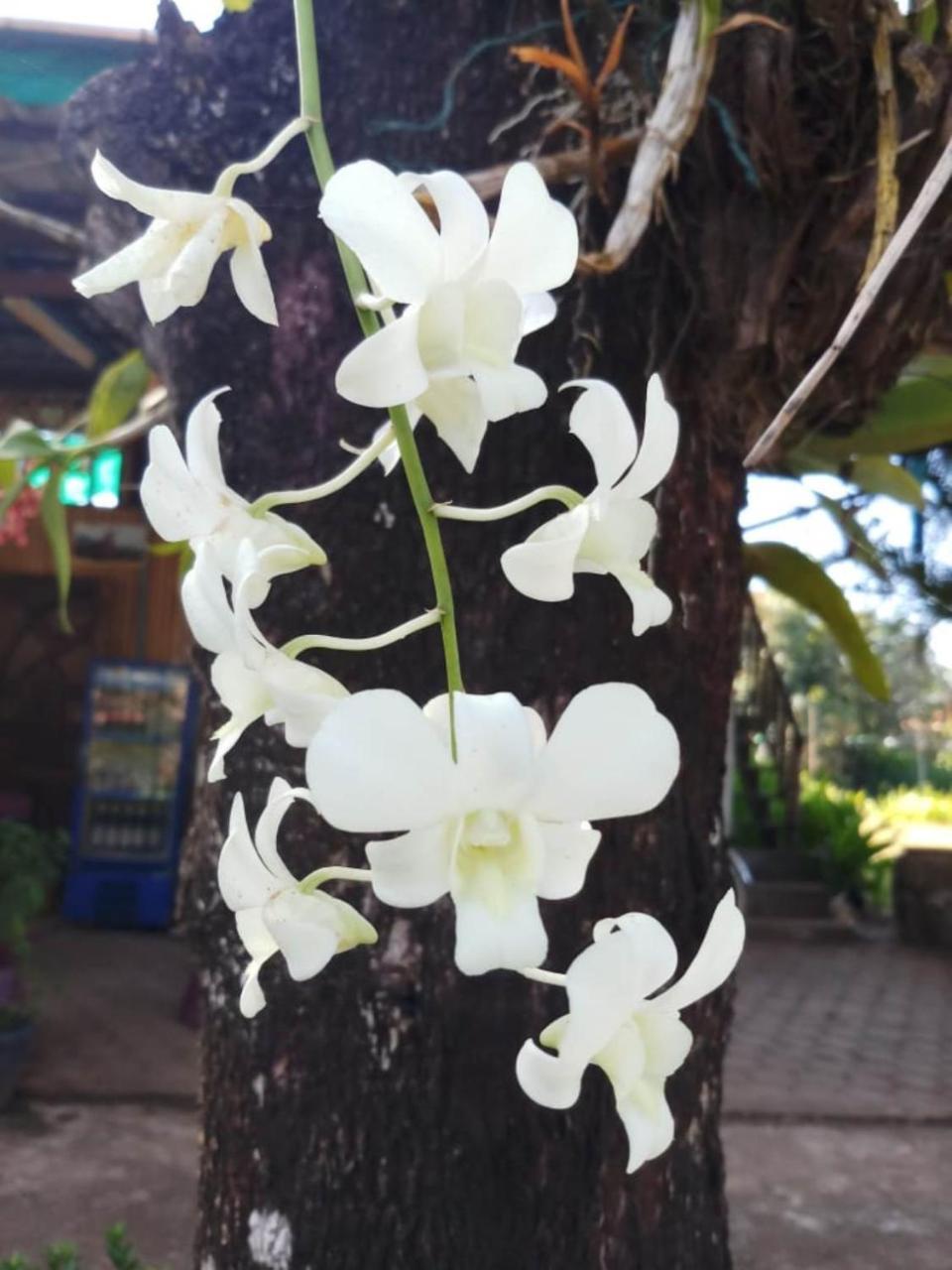 Xuanmai Garden Resort Pakse Esterno foto