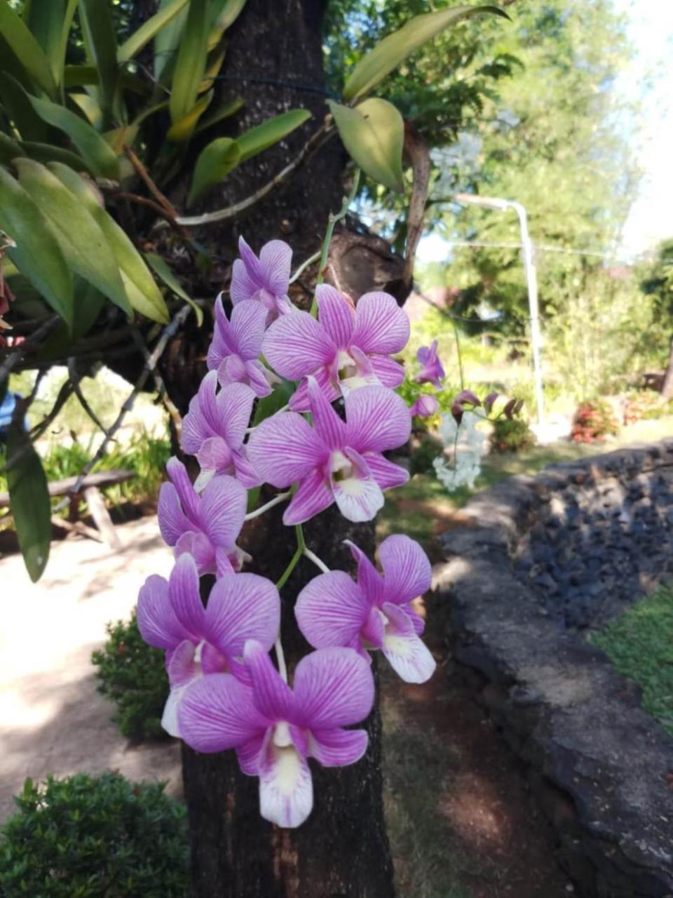 Xuanmai Garden Resort Pakse Esterno foto
