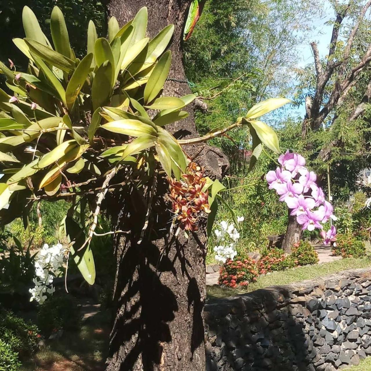 Xuanmai Garden Resort Pakse Esterno foto